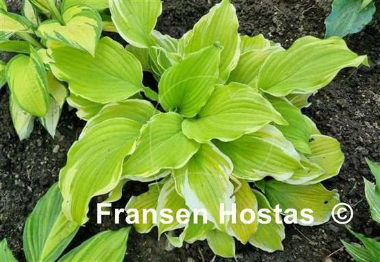 Hosta Joshua's Banner